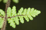 Hairy lipfern